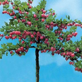 Groseillier à maquereau - Ribes uva-crispa - Groseillier à maquereau rouge sur tige - Ribes uva-crispa Hinnonmäki Röd