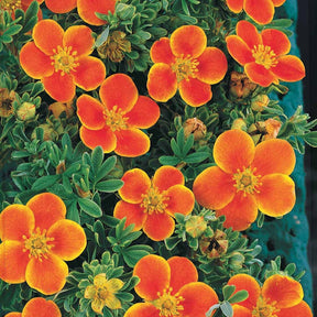 Potentilla ‘hopley’s’ orange, goldfinger jaune, ‘a - Haie de 3 Potentilles : orange, jaune, blanche - Potentilles