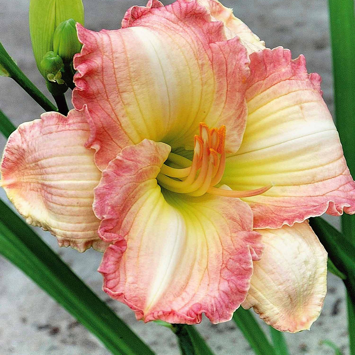 3 Hémérocalles Frosted Vintage Ruffles Série 500 - Willemse