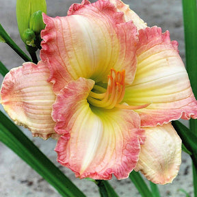 3 Hémérocalles Frosted Vintage Ruffles Série 500 - Willemse