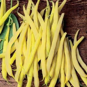Phaseolus vulgaris de rocquencourt - Haricot nain beurre De Rocquencourt - Haricots nains mangetout