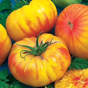 Solanum lycopersicum ananas - Tomate Ananas - Tomates