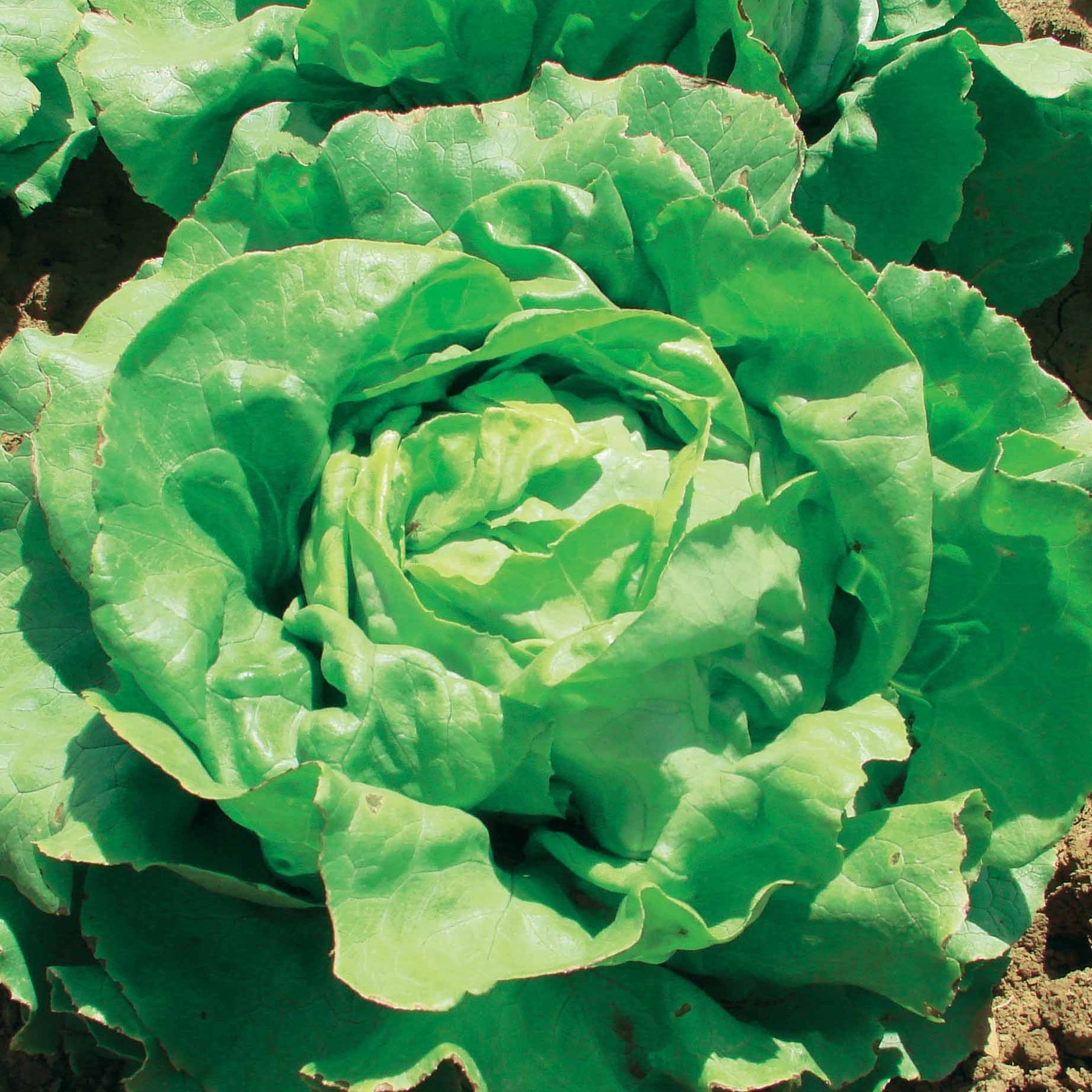 Lactuca sativa Deliane - Laitue pommée Deliane - Laitue
