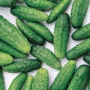 Cornichons - Cornichon Regal F1 - Cucumis sativus regal