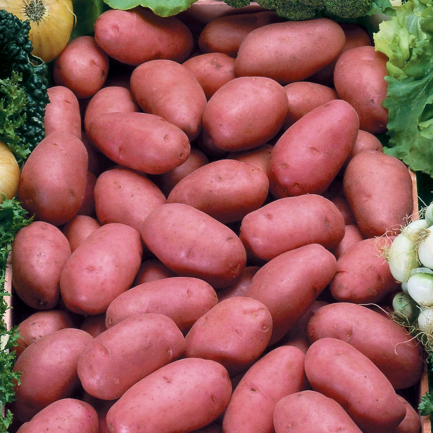 Pomme de terre Rosabelle - Willemse