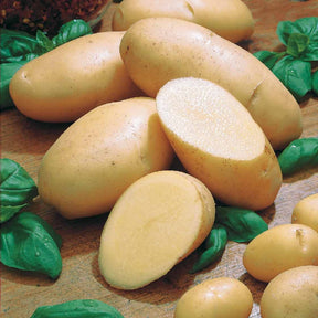 Pomme de terre Belle de Fontenay - Willemse