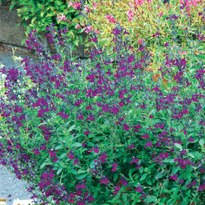 Salvia jamensis Violette de Loire ® Barsal - Sauge Violette de Loire ® - Sauges