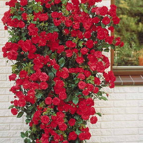 Rosiers grimpants - Rosier grimpant rouge - Rosa