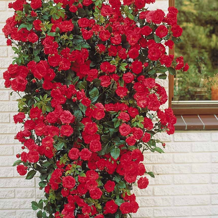 Rosiers grimpants - Rosier grimpant rouge - Rosa