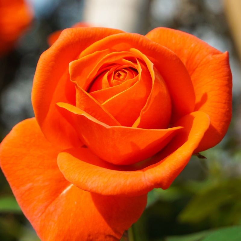 Rosier buisson orange - Rosa - Willemse