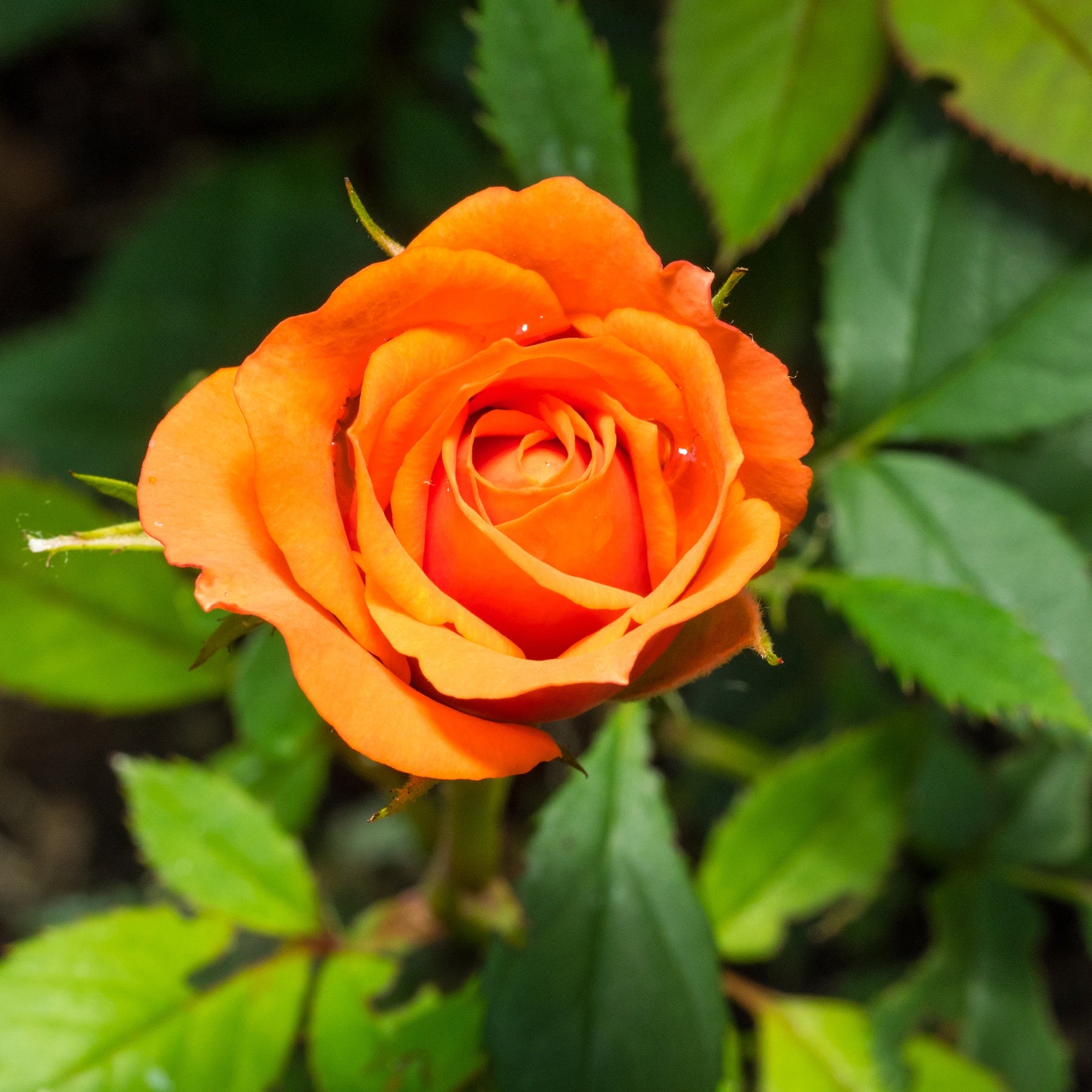 Rosa - Rosier buisson orange - Rosiers buisson