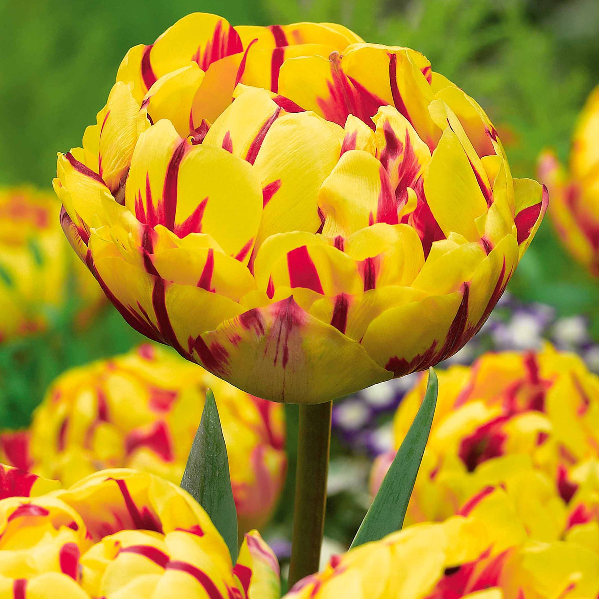 10 Tulipes à fleurs de pivoine Golden Nizza - Willemse
