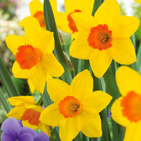 Narcissus fortune - 10 Narcisses Fortune - Narcisse