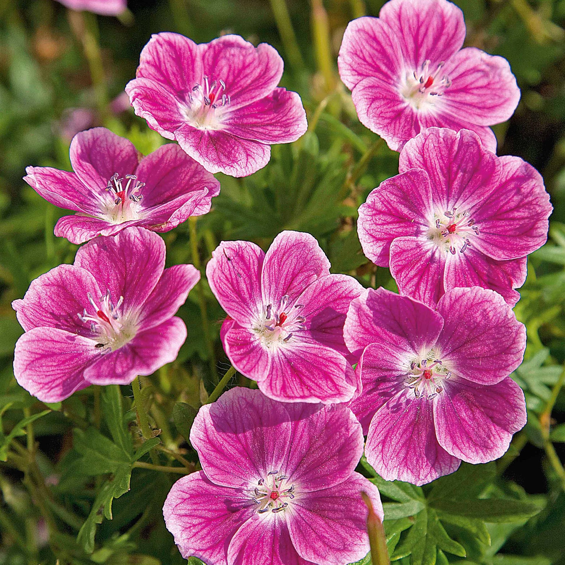 Vente Géranium vivace sanguin Elke - Geranium sanguineum Elke