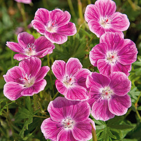 Vente Géranium vivace sanguin Elke - Geranium sanguineum Elke