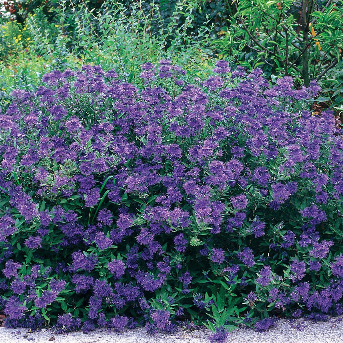 Caryopteris Oiseau bleu - Caryopteris x clandonensis Blauer Spatz - Willemse
