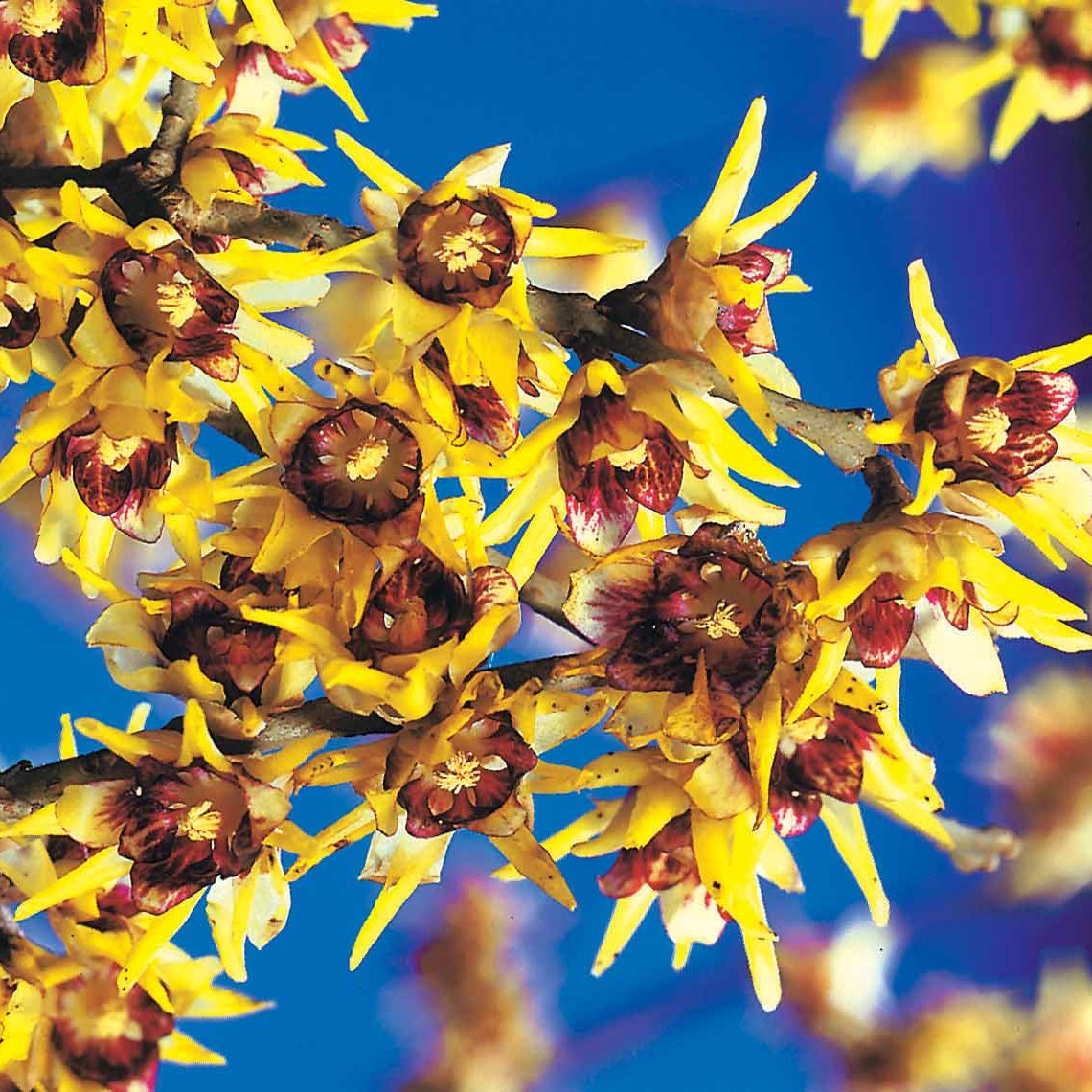 Vente Chimonanthe précoce - Chimonanthus praecox