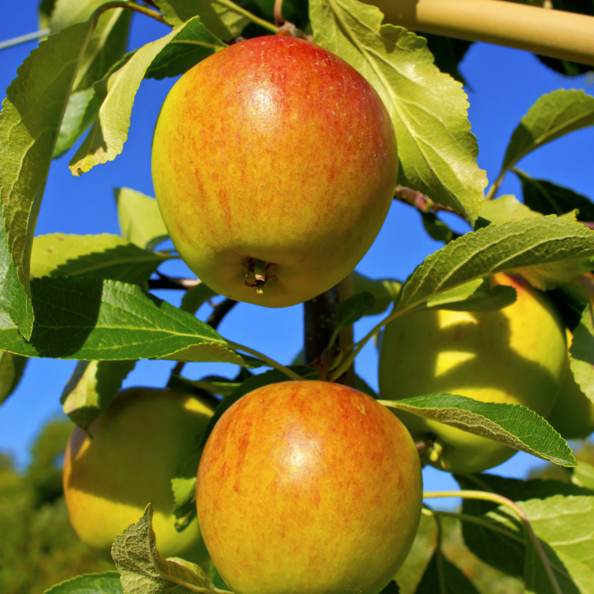 Pommier Cox Orange - Willemse