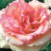 Rosier buisson Souvenir de Baden Baden ® Korsouba - Willemse
