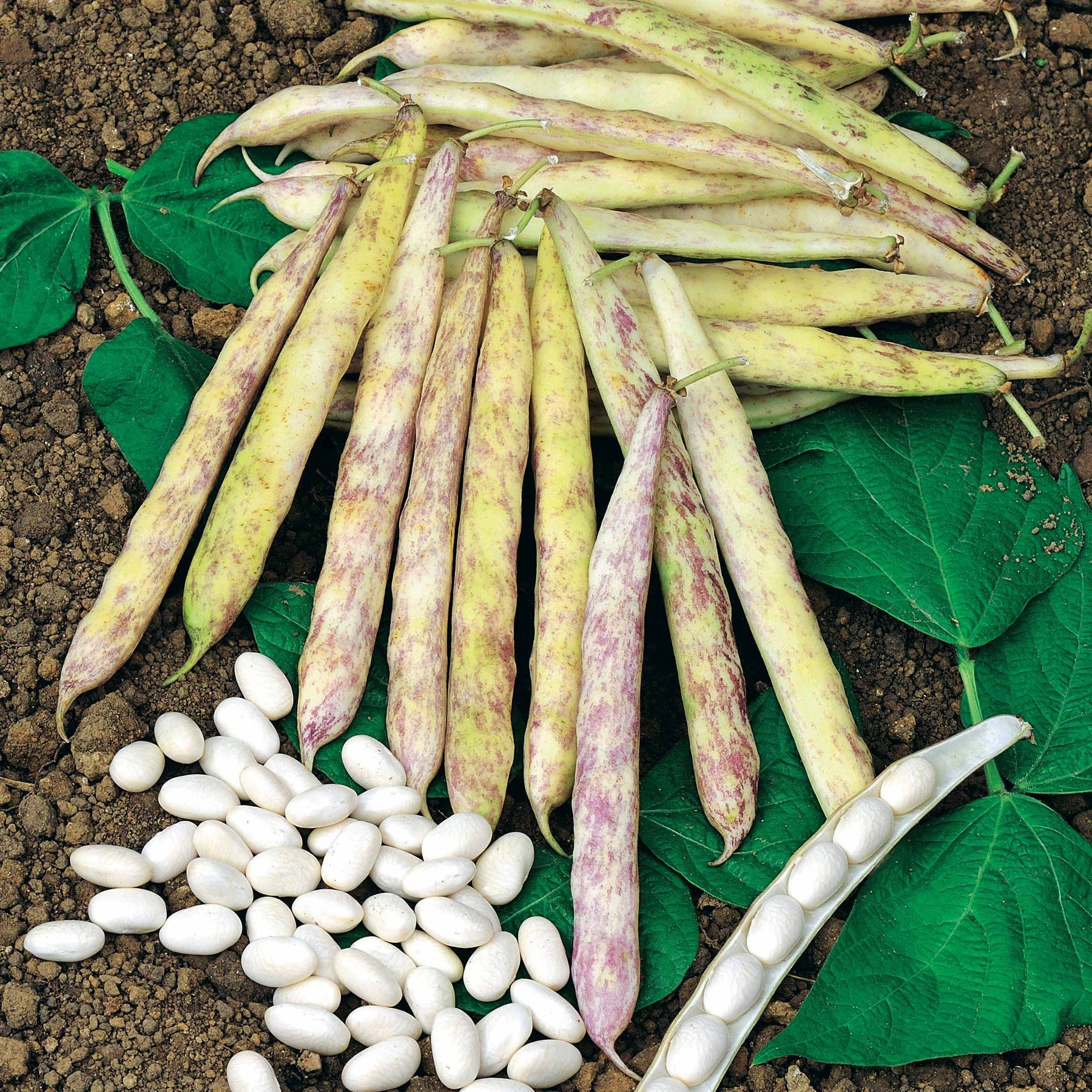 Haricot nain à écosser Cocagne - Phaseolus vulgaris cocagne - Willemse