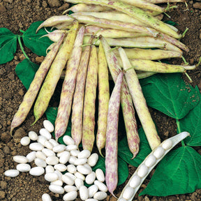 Haricot nain à écosser Cocagne - Phaseolus vulgaris cocagne - Willemse