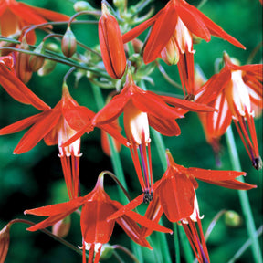 5 Corail du Mexique - Bessera elegans - Willemse