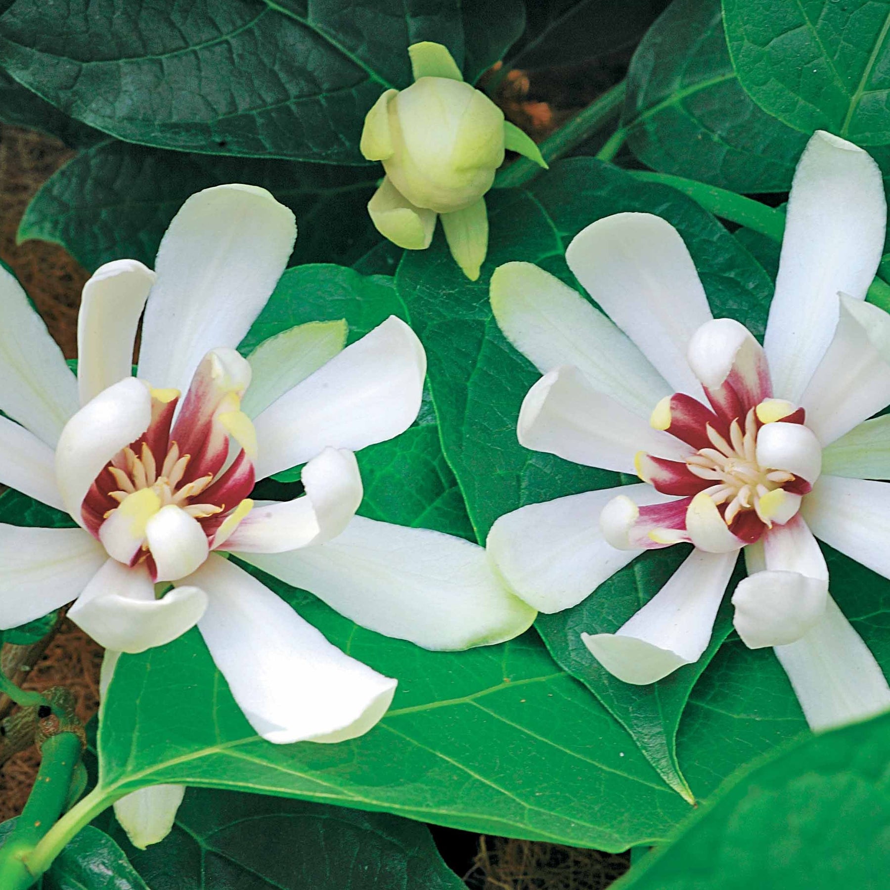 Arbre aux anémones Venus - Sinocalycanthus venus - Willemse