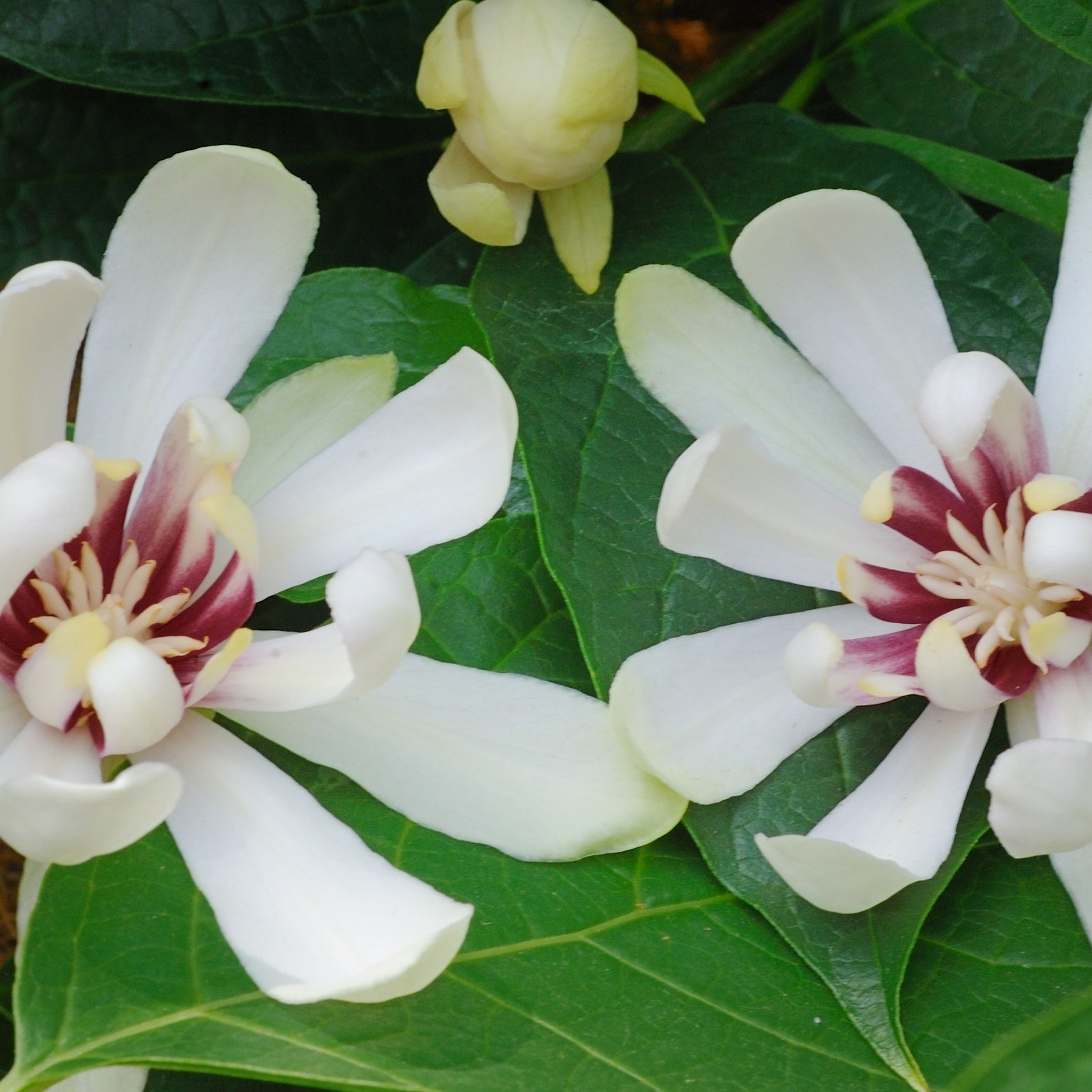 Sinocalycanthus venus - Arbre aux anémones Venus - Arbustes à fleurs