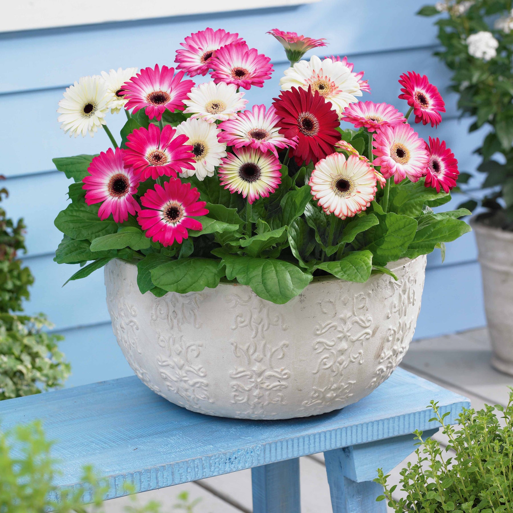 3 Gerberas pastel - Willemse