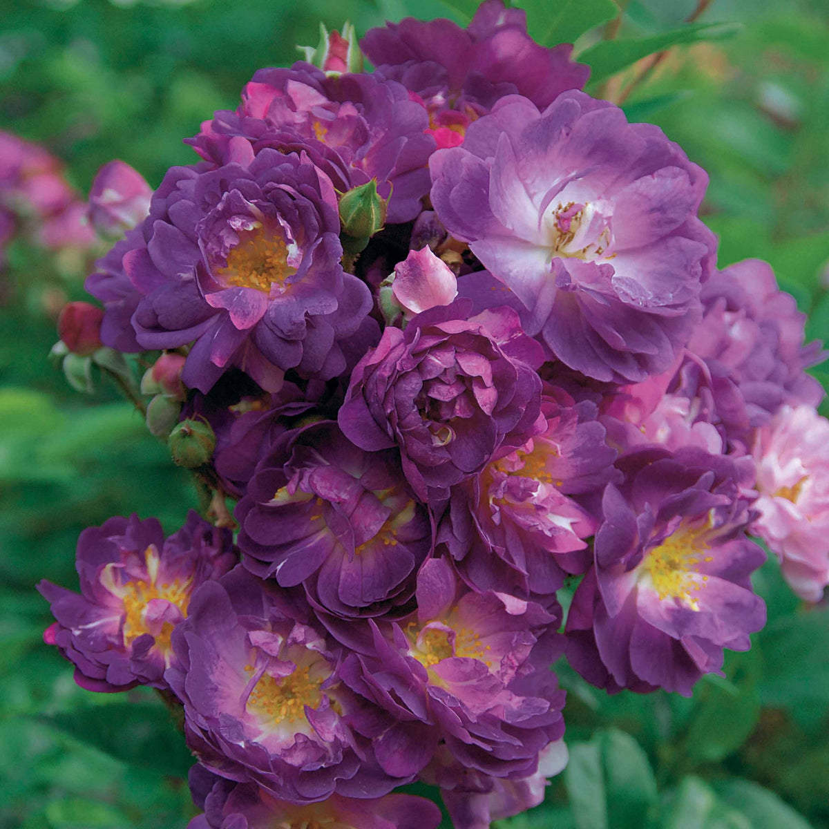 Rosier Bleu violet sur tige - Rosa veilchenblau - Willemse