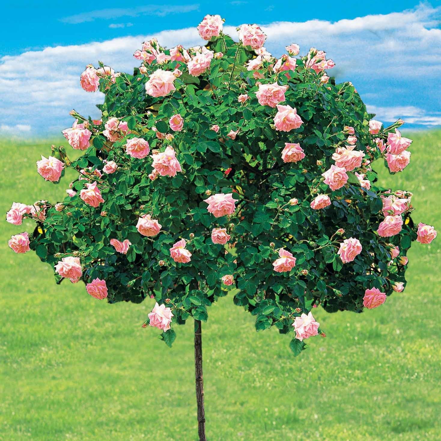 Rosier Cascade rose sur tige - Willemse