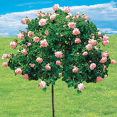 Rosier Cascade rose sur tige - Willemse