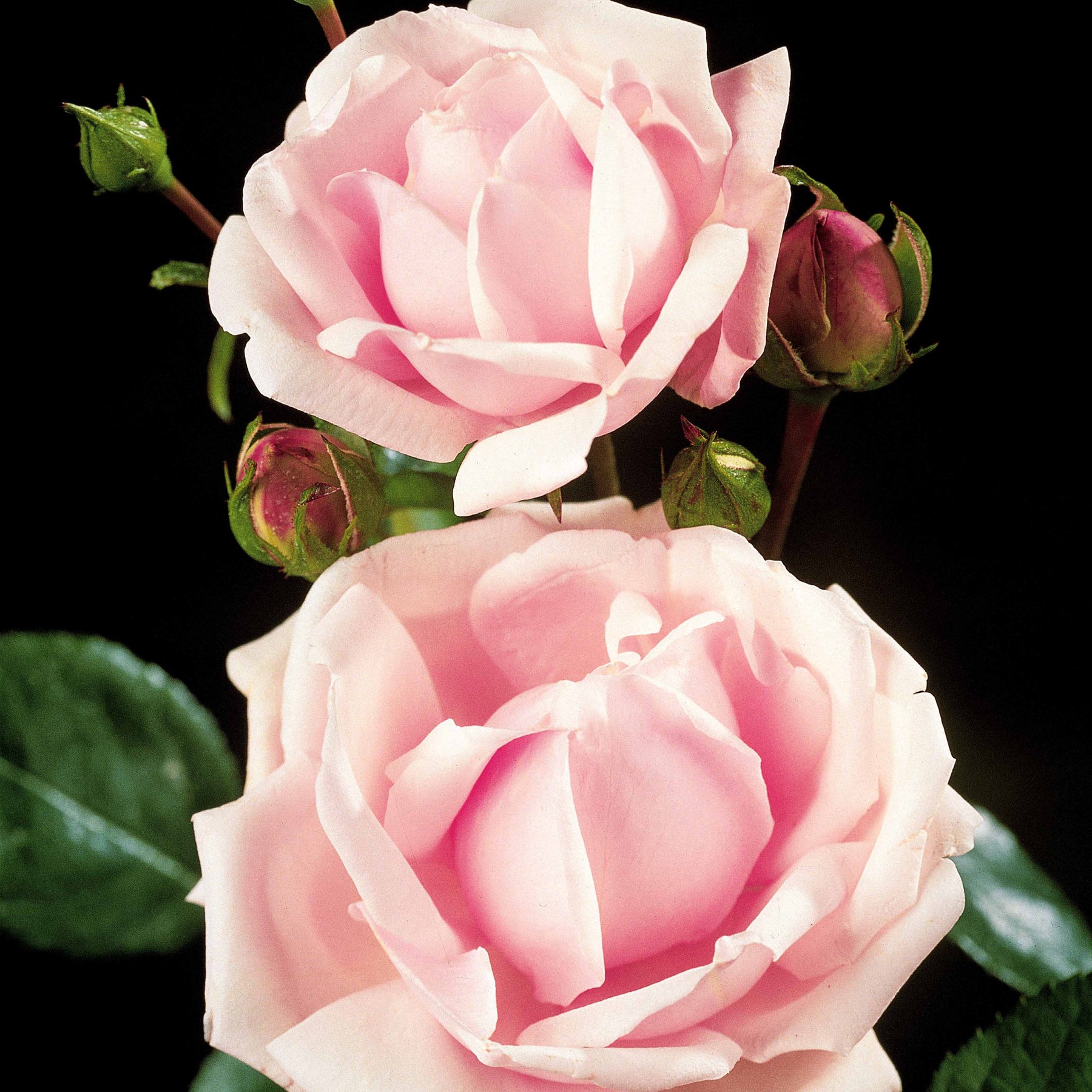 Rosier Cascade rose sur tige - Rosa wichuraiana New Dawn - Willemse
