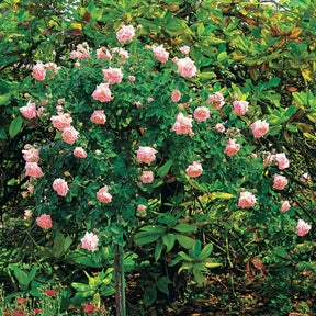 Rosa wichuraiana New Dawn - Rosier Cascade rose sur tige - Rosiers sur tige