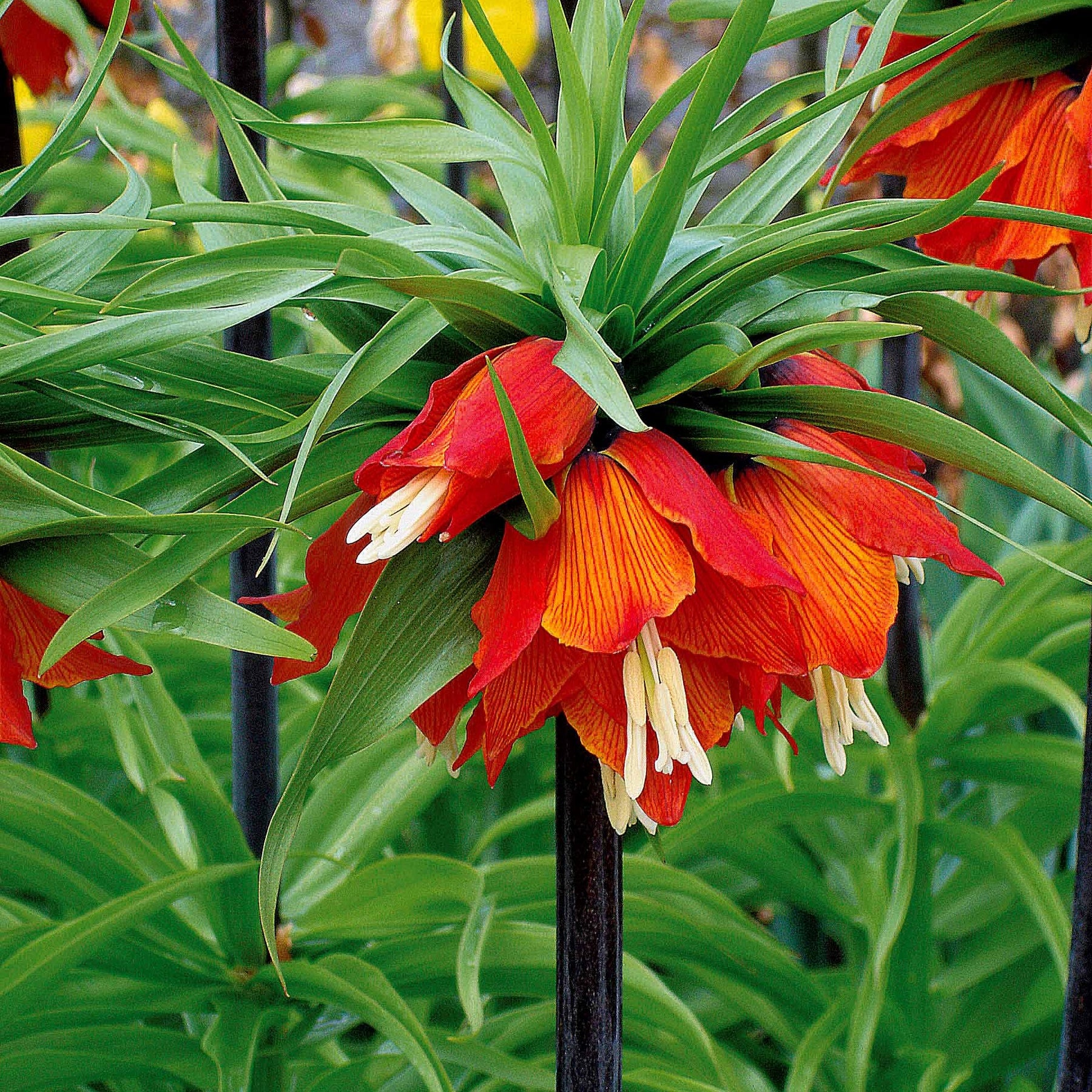 Fritillaria imperialis rubra - Couronne impériale rouge - Couronne impériale