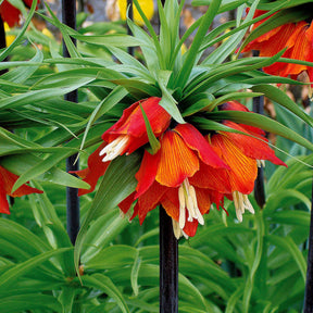 Fritillaria imperialis rubra - Couronne impériale rouge - Couronne impériale