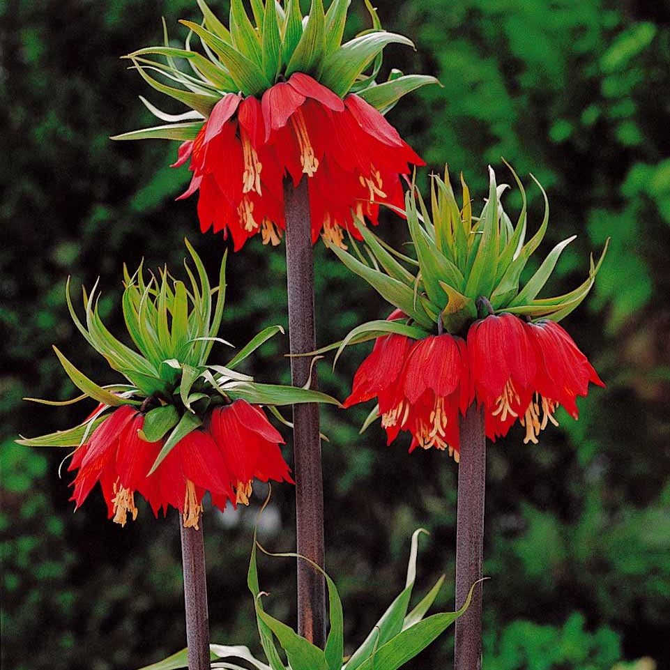 Couronne impériale - Couronne impériale rouge - Fritillaria imperialis rubra
