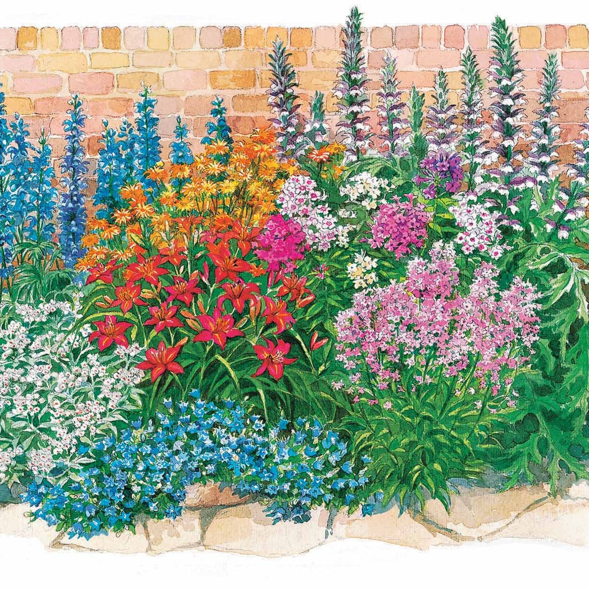 Le massif été fleuri - 18 plantes vivaces - Superficie environ 2 m² - Acanthus mollis, Heliopsis scabra, Aconitum napellus, Phlox paniculata, Hemrocallis Samy Russel,  Lychnis viscaria, Anaphalis triplinervis, Campanula carpatica - Willemse