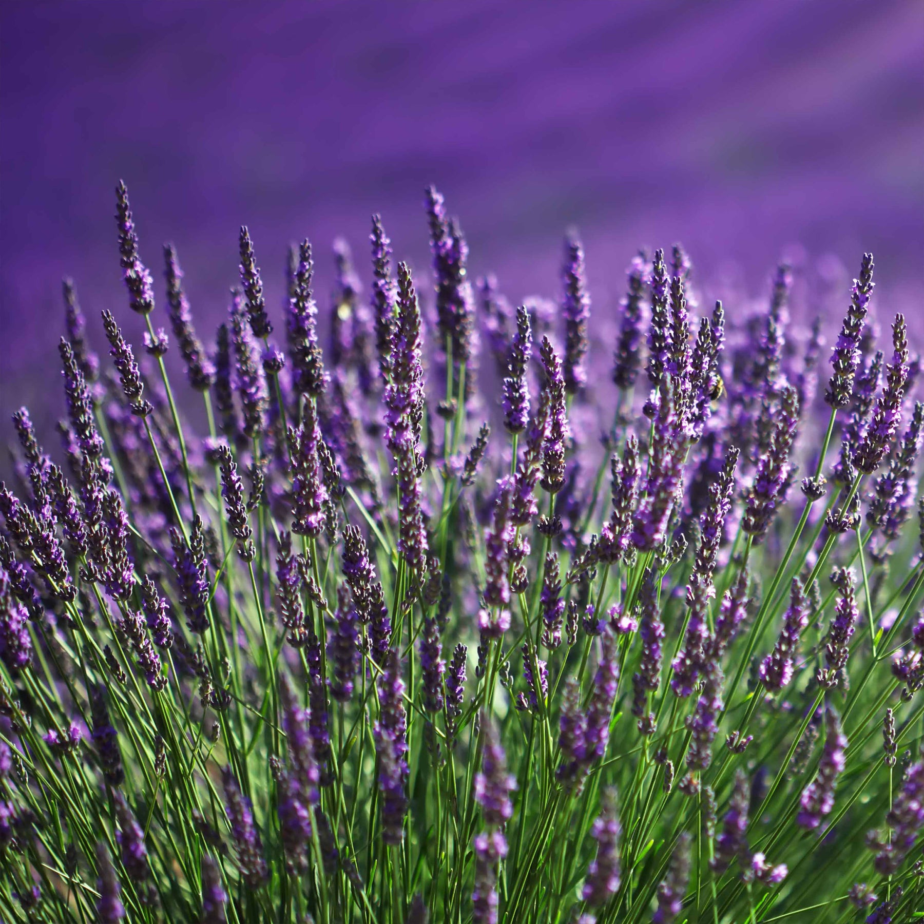 Collections de vivaces - Collection de 6 plantes vivaces pour extérieur moderne - Stipa tenuissima, Muhlenbergia capillaris, Lavandula angustifolia