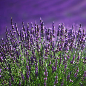 Collections de vivaces - Collection de 6 plantes vivaces pour extérieur moderne - Stipa tenuissima, Muhlenbergia capillaris, Lavandula angustifolia