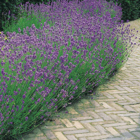 Lavandula angustifolia - 2 Lavandes bleues - Lavandes