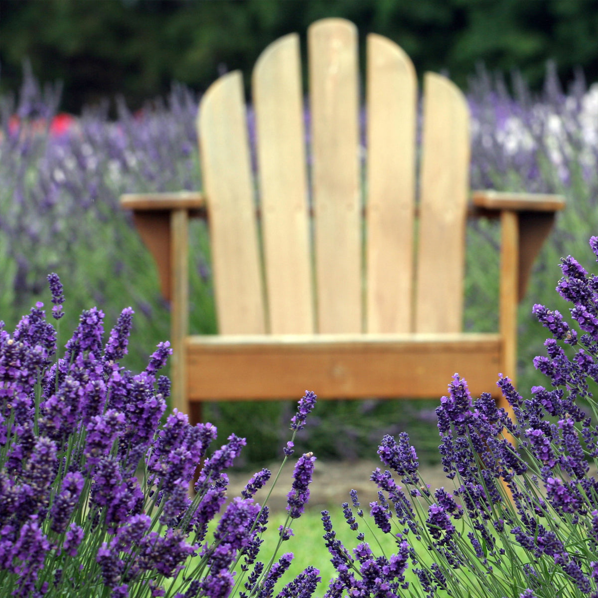 2 Lavandes bleues - Lavandula angustifolia - Willemse