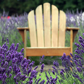 2 Lavandes bleues - Lavandula angustifolia - Willemse