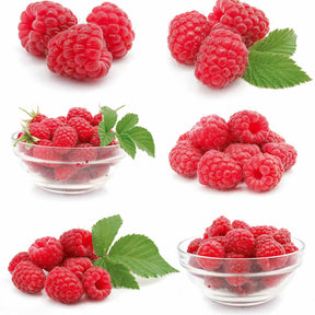 Framboisier nain et compact non remontant Beauté rubis ® - Rubus idaeus ruby beauty ® - Willemse