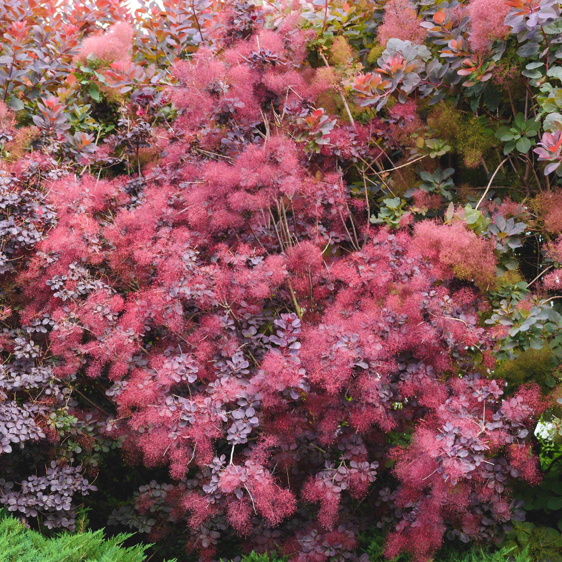 Cotinus coggygria royal purple - Arbre à perruque pourpre Royal Purple - Arbre à perruques - Cotinus