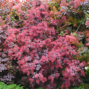 Cotinus coggygria royal purple - Arbre à perruque pourpre Royal Purple - Arbre à perruques - Cotinus