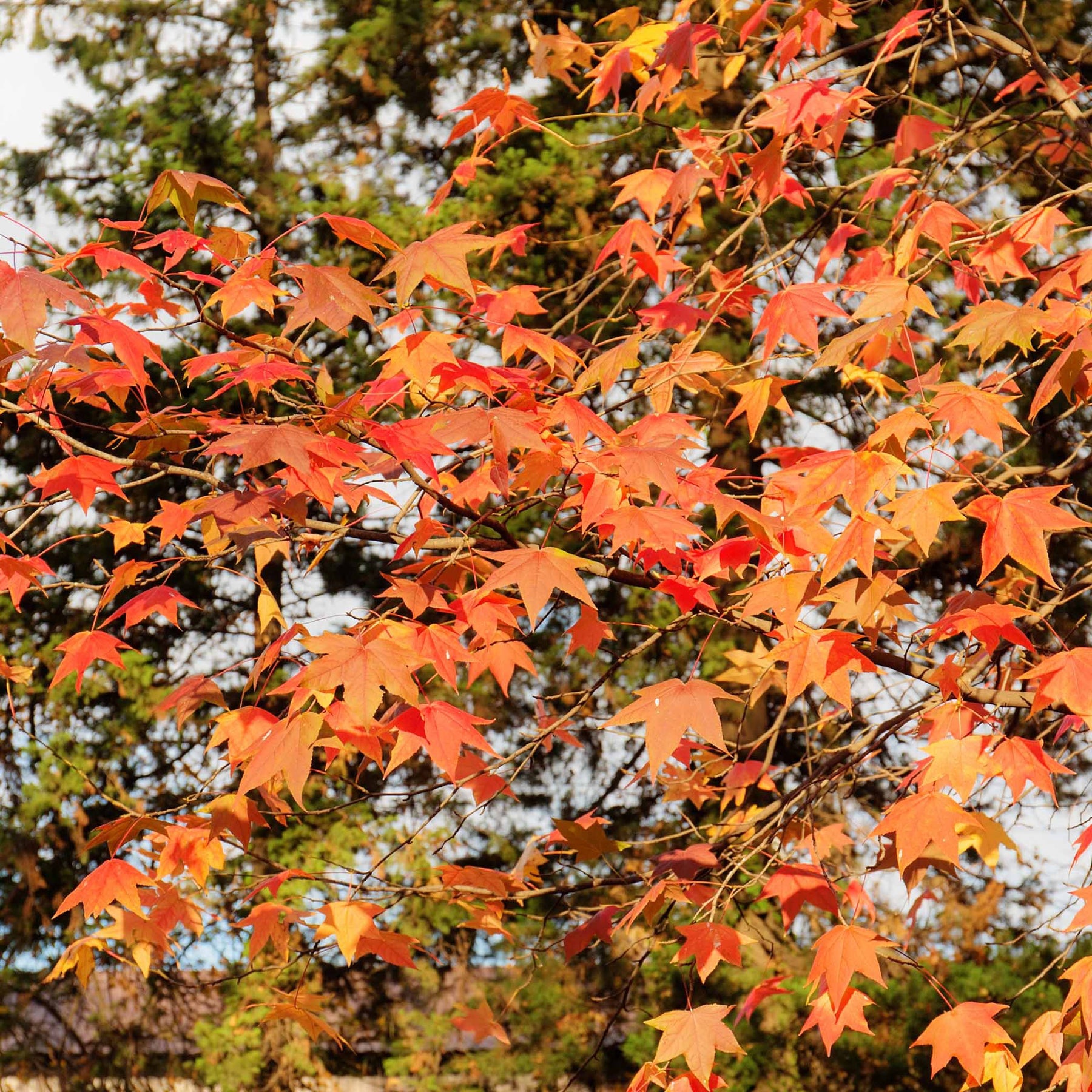 Liquidambar styraciflua - Copalme d'Amérique - Liquidambar - Copalme - Liquidambar