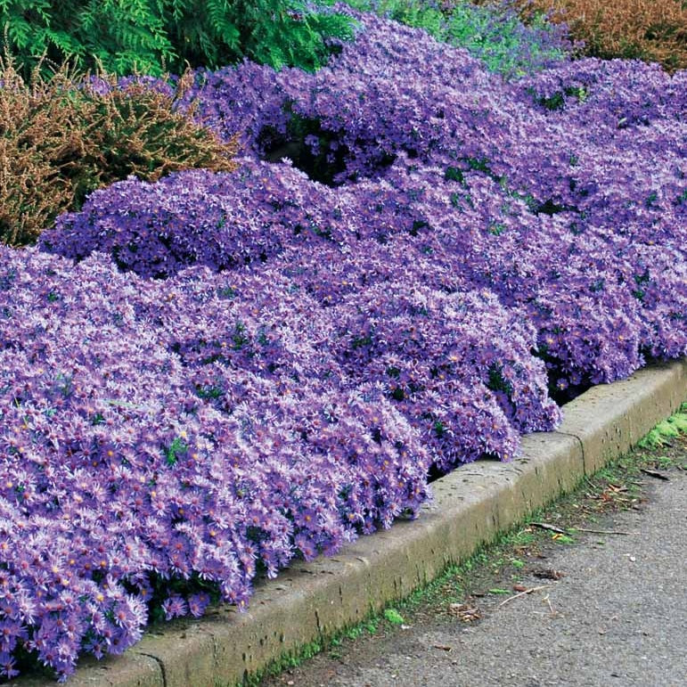 3 Asters Wood's light blue - Aster wood's light blue - Willemse