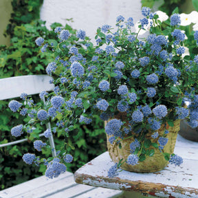 Céanothes - Lilas de Californie - Céanothe repens - Ceanothus thyrsiflorus repens