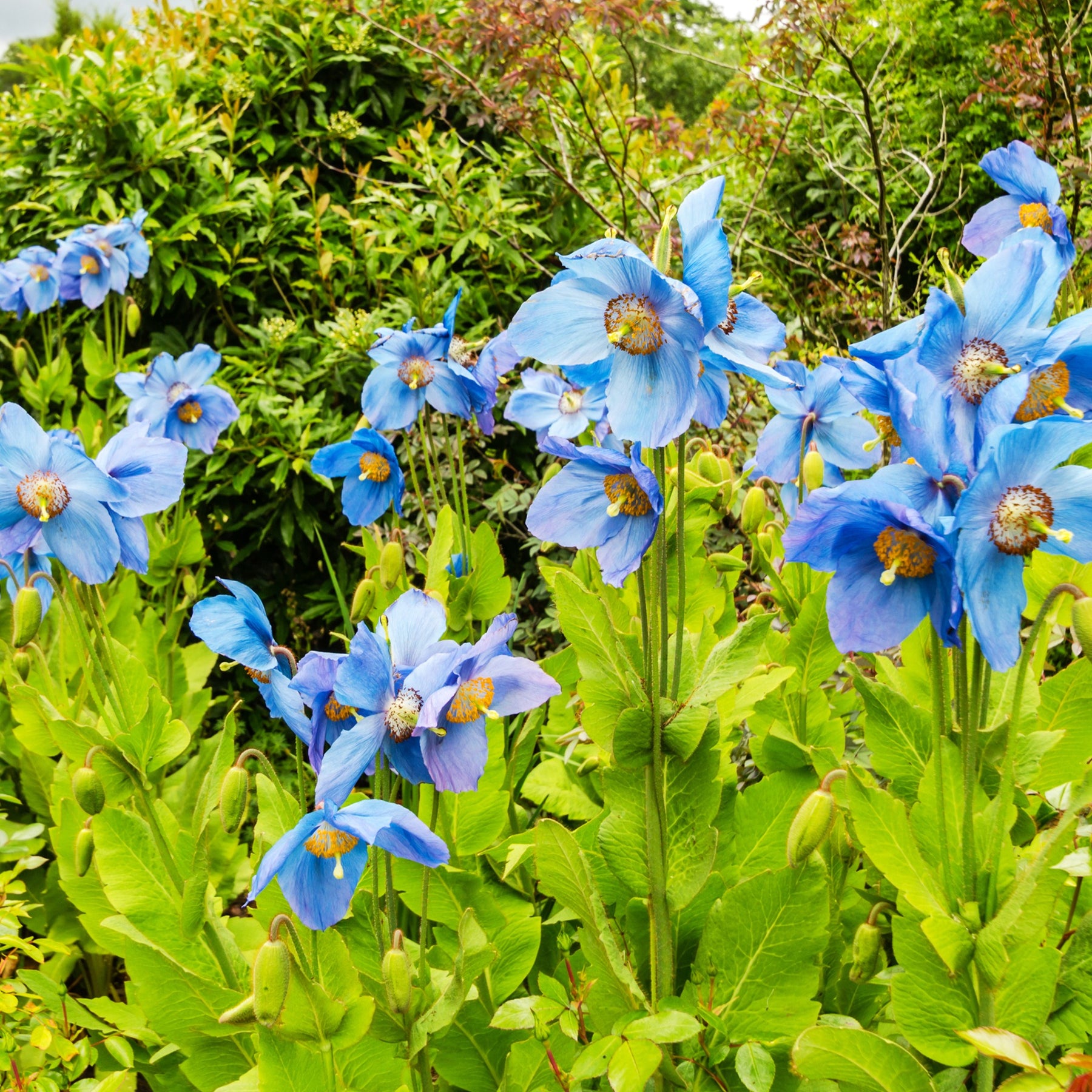 2 Pavots bleus de l'Himalaya - Willemse